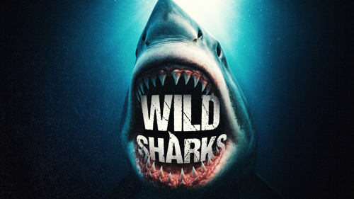 Wild Sharks