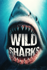 Wild Sharks
