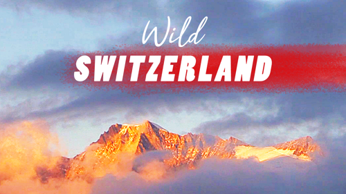 Wild Switzerland