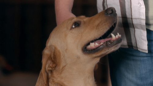 The Dog Who Saved Summer