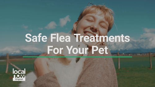Safely Protect Your Pet from Fleas