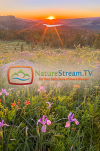 NatureStream.TV