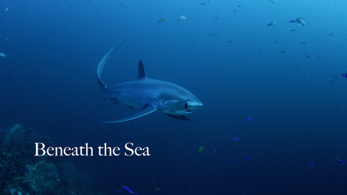 Beneath The Sea