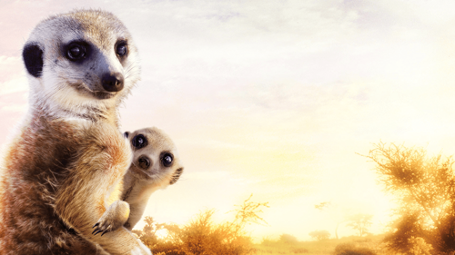 Meerkat Manor: The Story Begins