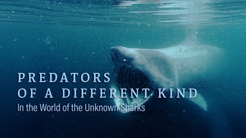 Predators Of A Different Kind - In The World Of The Unknown Sharks