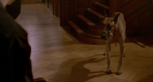 Chestnut: Hero of Central Park