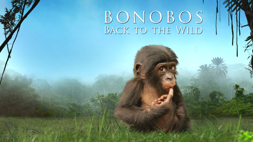 Bonobos: Back To the Wild