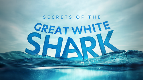 Secrets of the Great White Shark