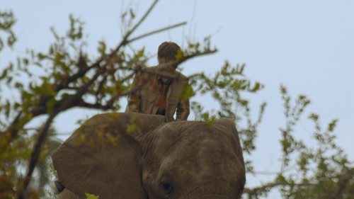 An Elephant's Journey