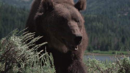 Adventures of the Wilderness Family