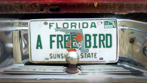 A Free Bird
