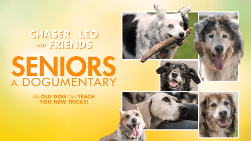 Seniors: A Dogumentary