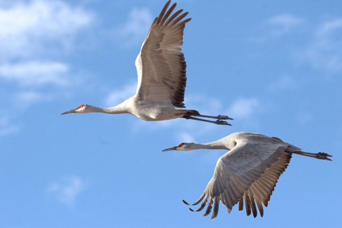 Nebraska's Sandhill Crane Migration