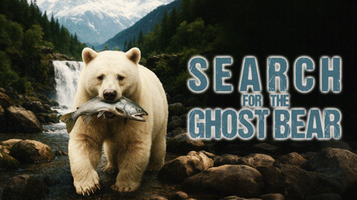 Search For The Ghost Bear