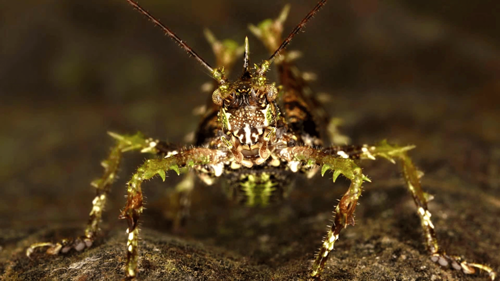Learning to See: The World of Insects