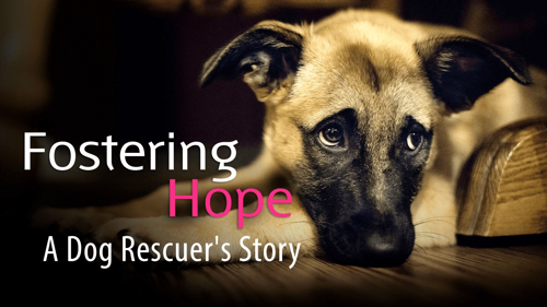 Fostering Hope: A Dog Rescuer's Story