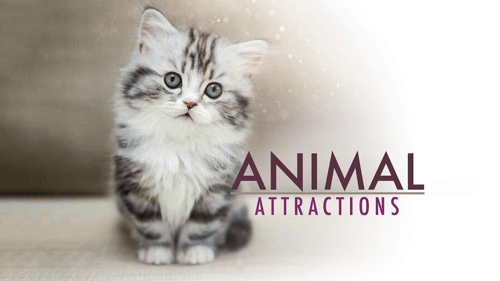 Animal Attractions