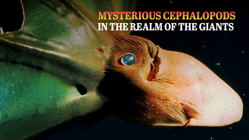 In The Realm Of The Giants: Mysterious Cephalopods