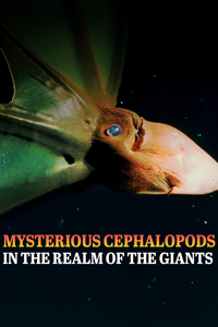 In The Realm Of The Giants: Mysterious Cephalopods
