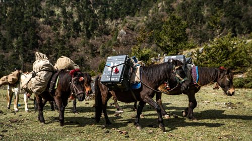 Tras las huellas del yeti