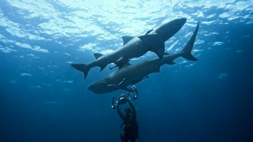 Fanáticos de tiburones: los tigres